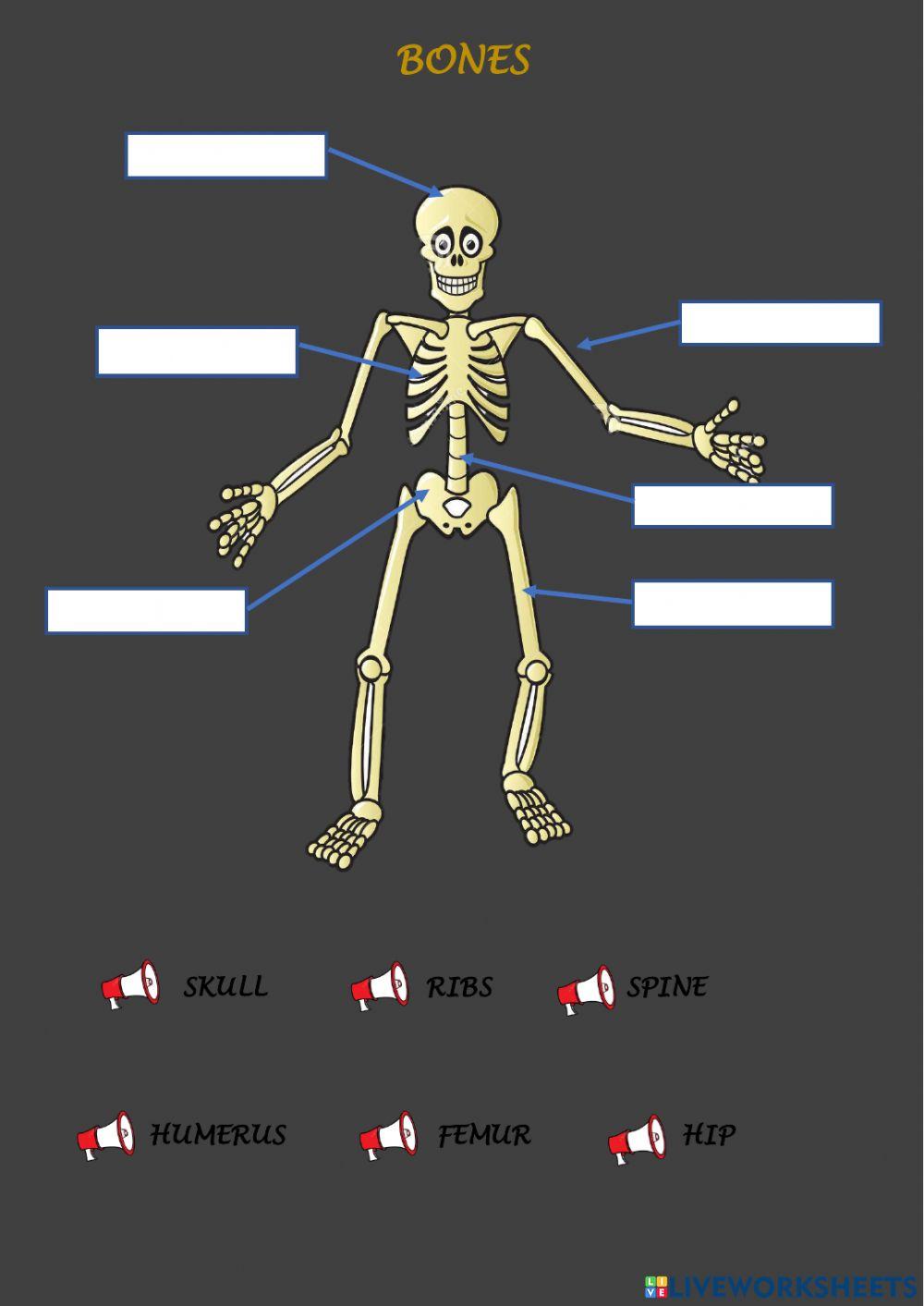 Bones Bones