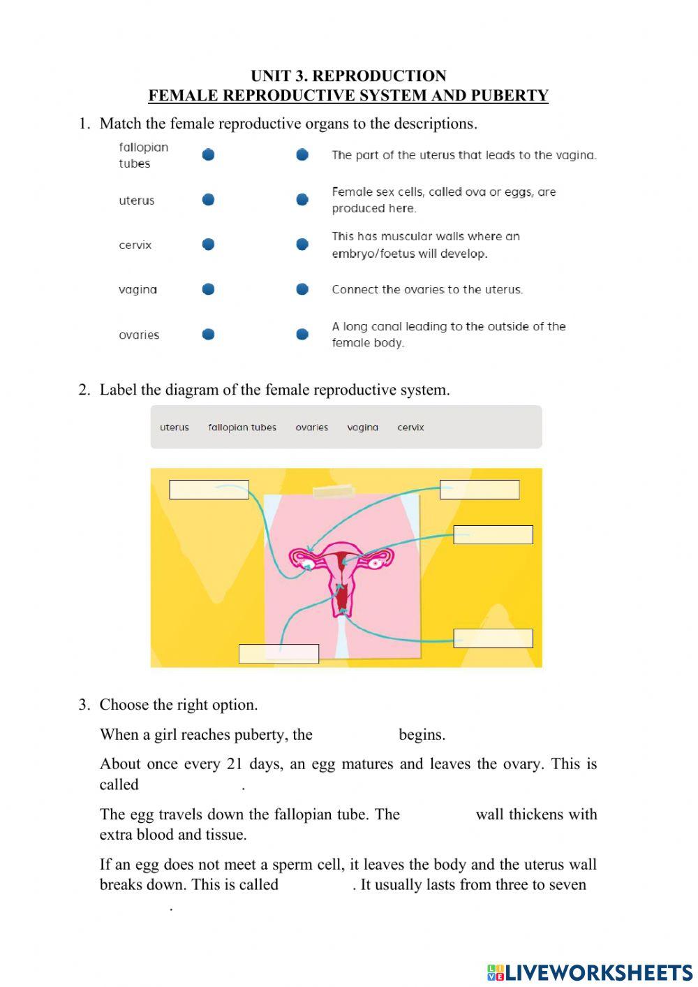 3.3 Reproduction. Female Reproductive System and Puberty