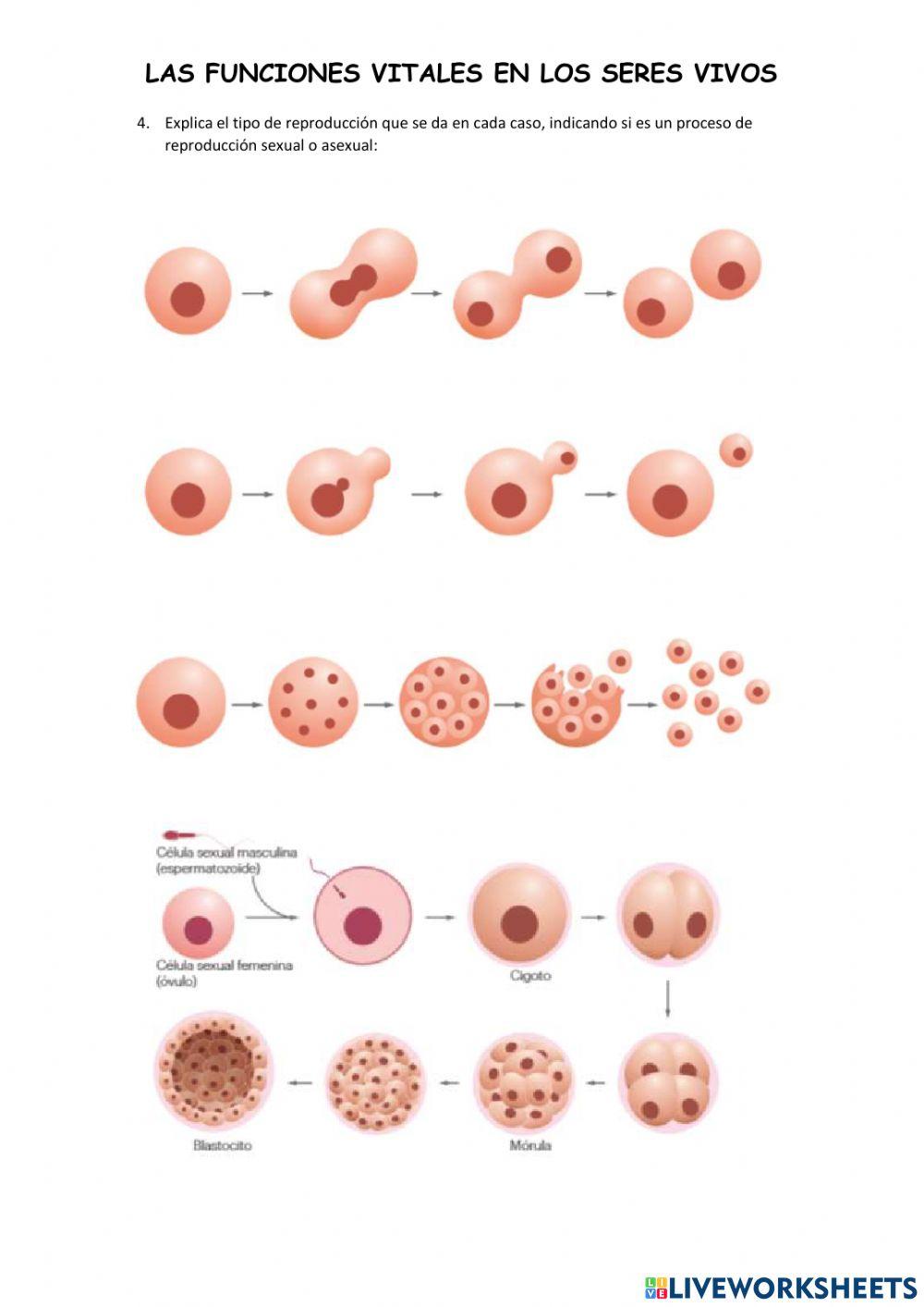 Las funciones vitales en los seres vivos 1º ESO