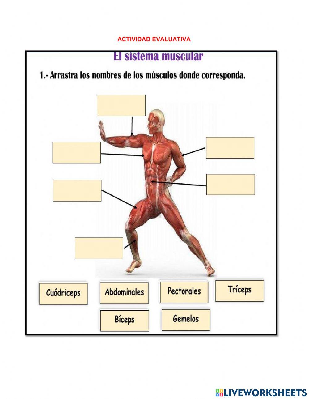 Sistema Muscular