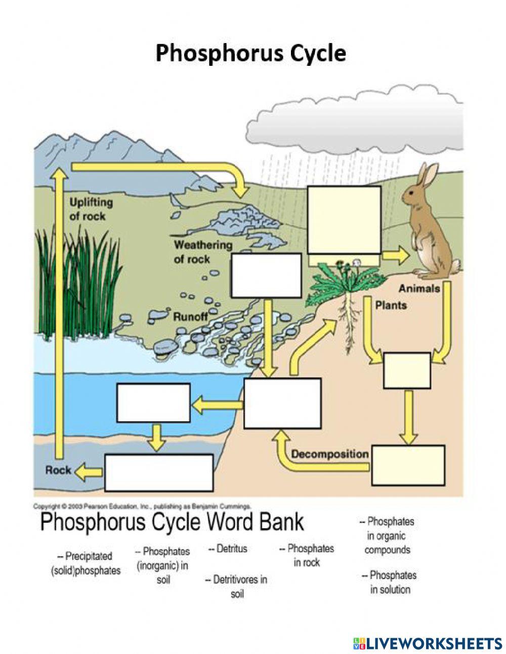 Phosphorus Cycle Online Exercise For Live Worksheets Phosphorus Cycle Online Exercise For Live Worksheets
