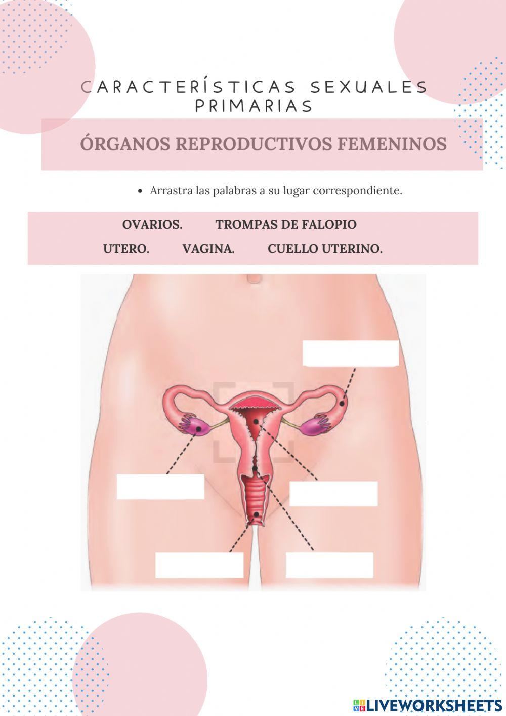 Órganos reproductivos femeninos
