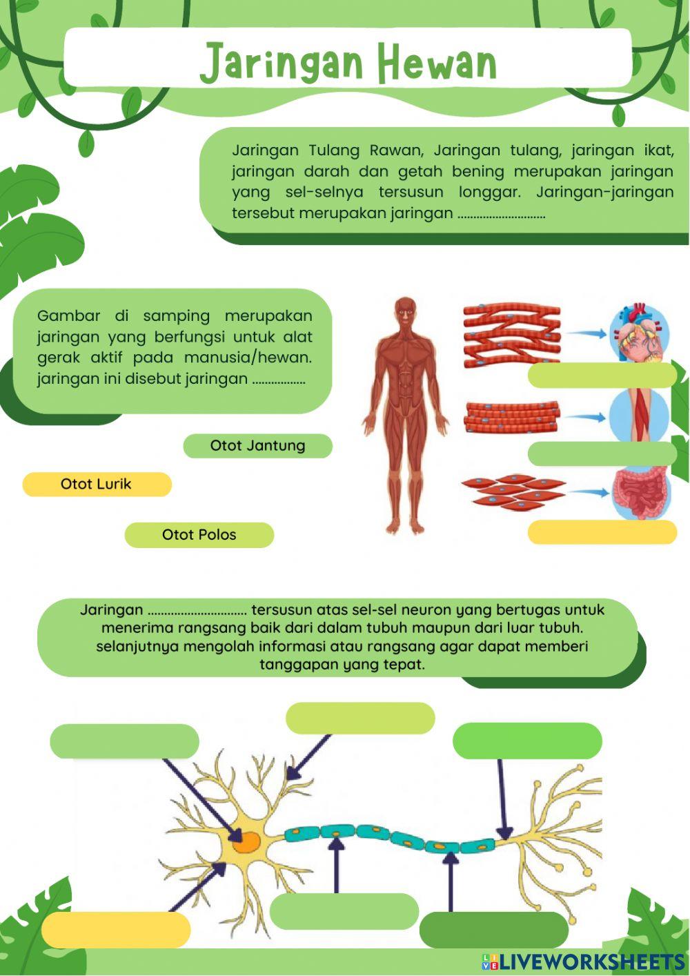Jaringan Hewan & Yumbuhan