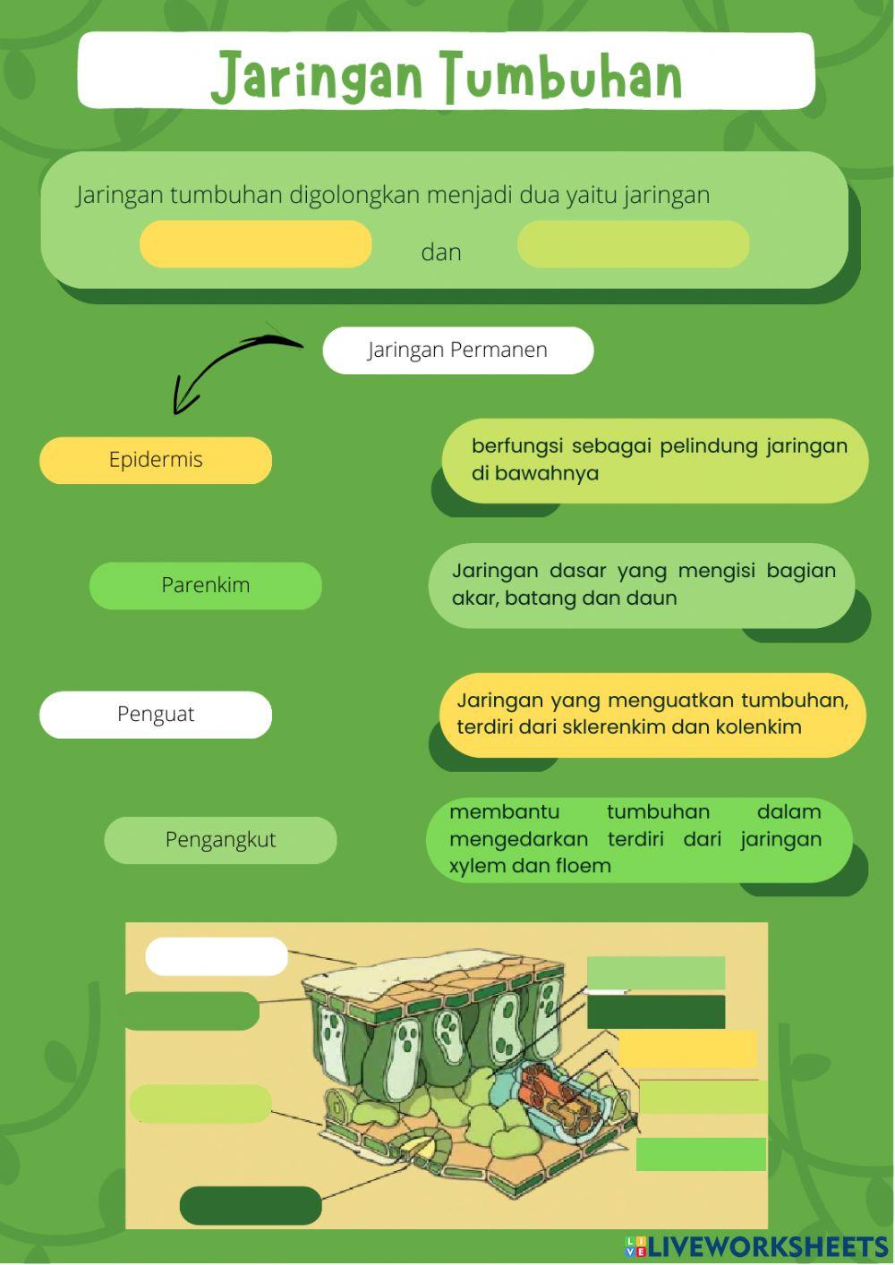 Jaringan Hewan & Yumbuhan