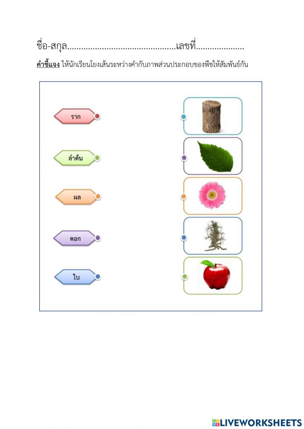 ใบงานที่ 3 แบบโยงเส้น (Matching)