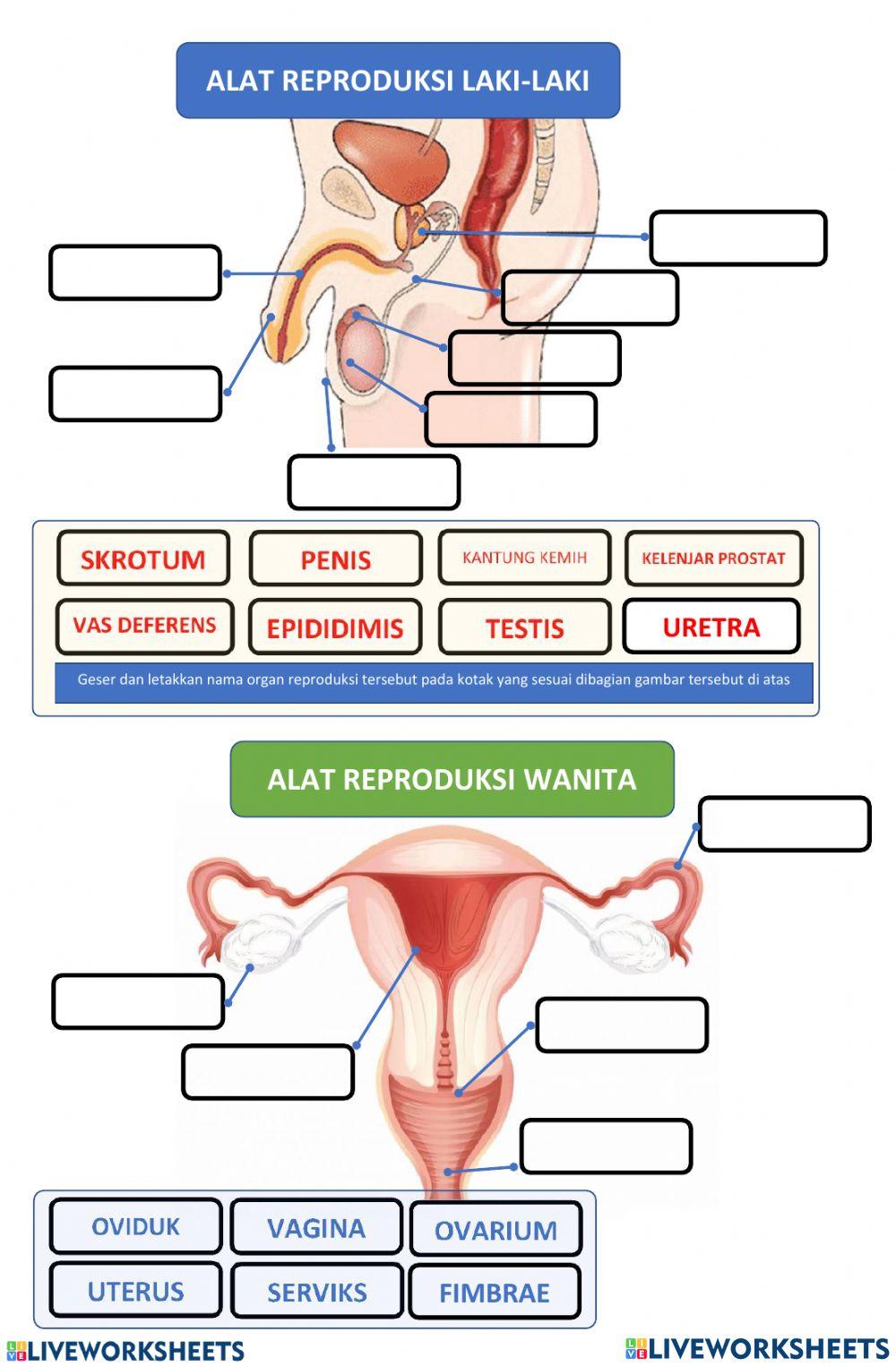 Sistem Reproduksi (Pria dan wanita)