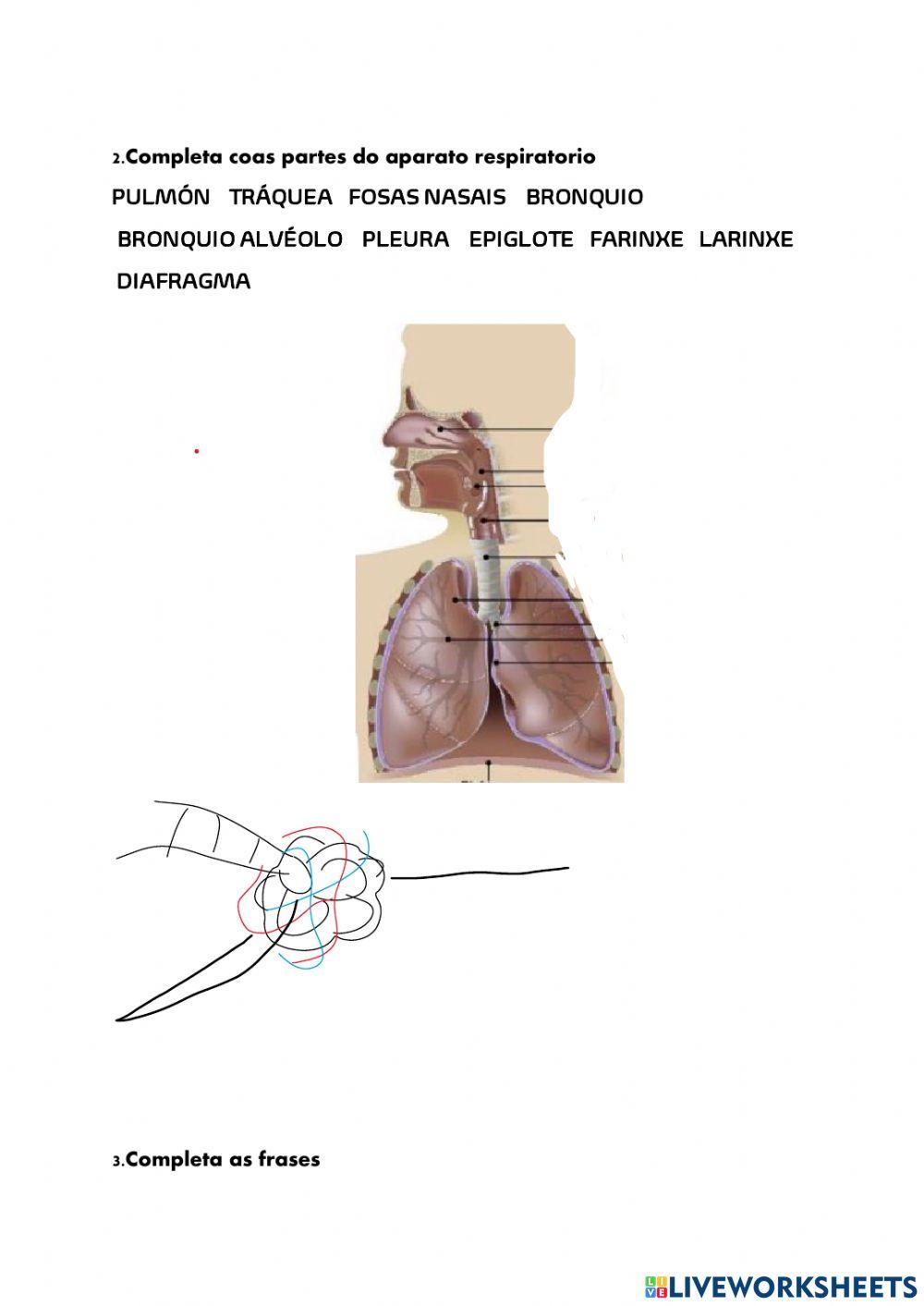 Aparato dixestivo y respiratorio