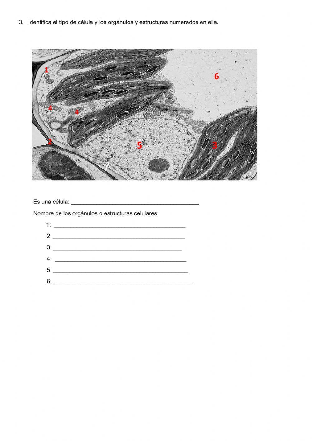 Modelos de organización celular III