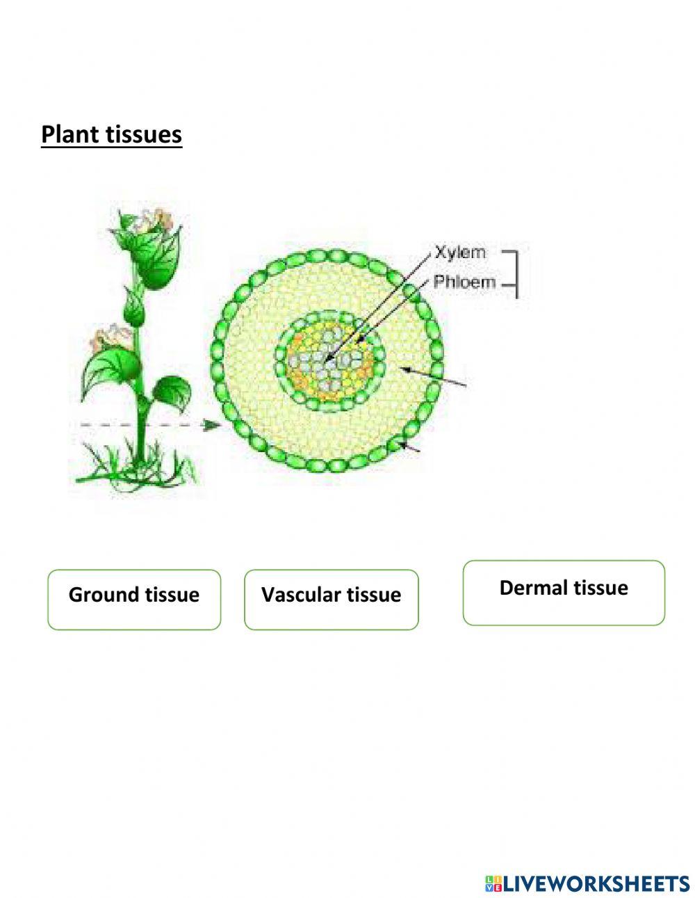 Plant and animal tissues Plant and animal tissues