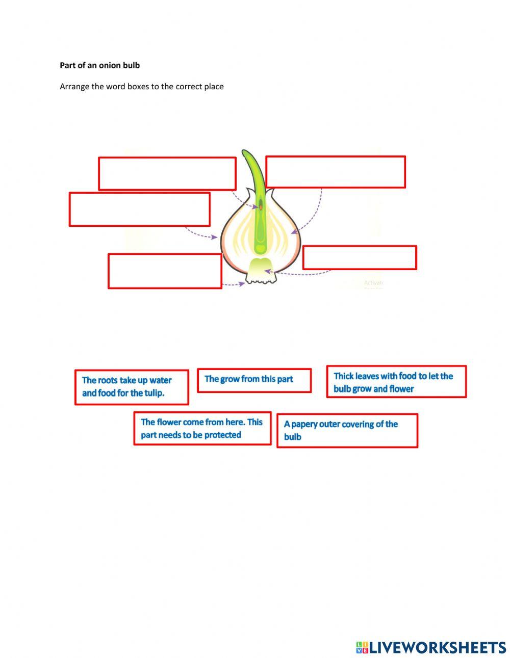 Part of an onion and tuber of potato