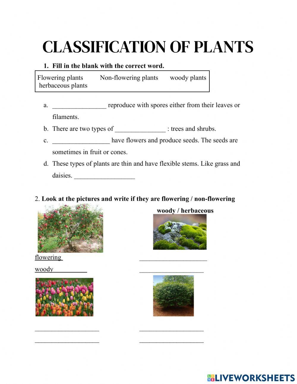 Plant Classification Worksheet