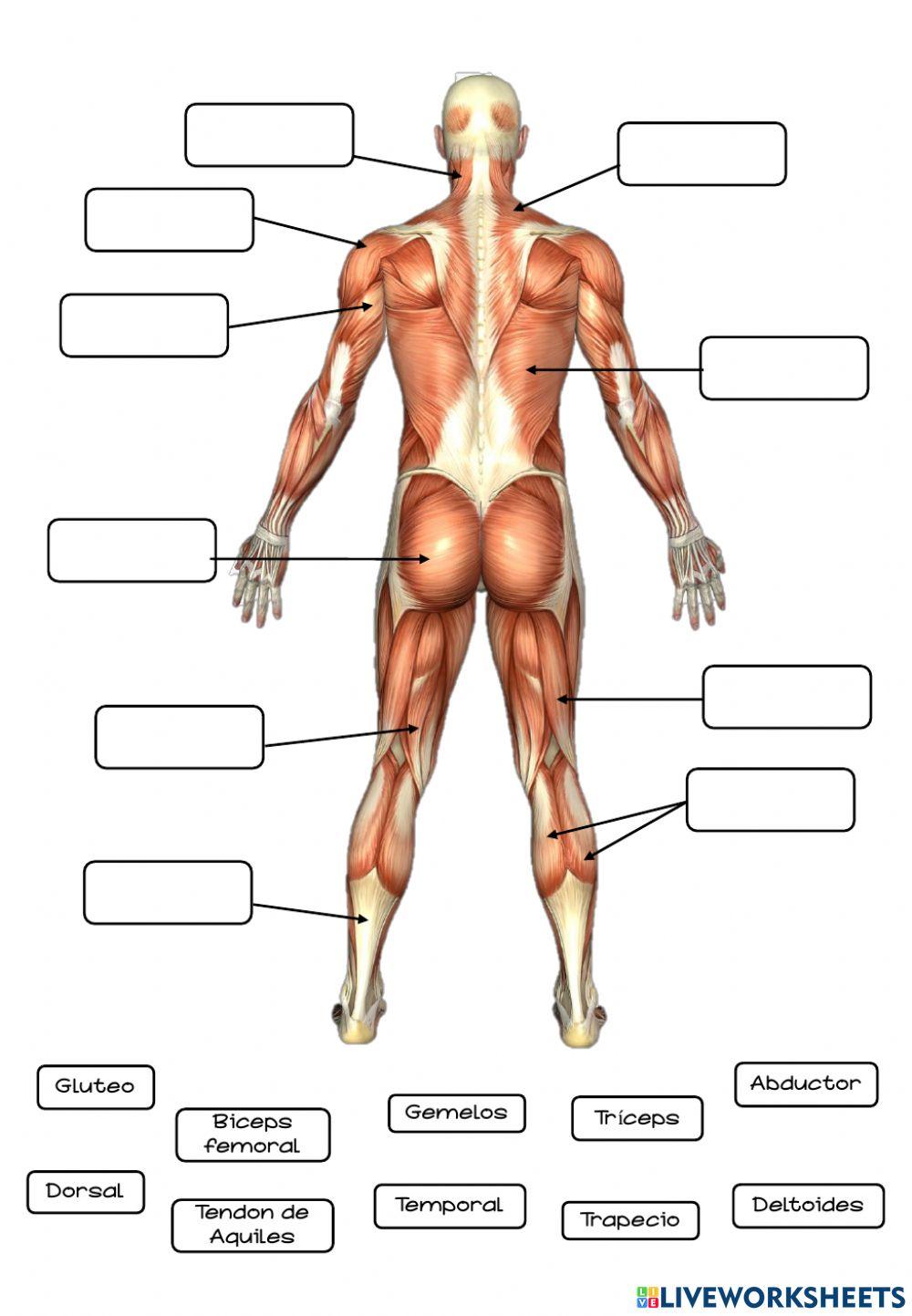 El aparato locomotor: los músculos
