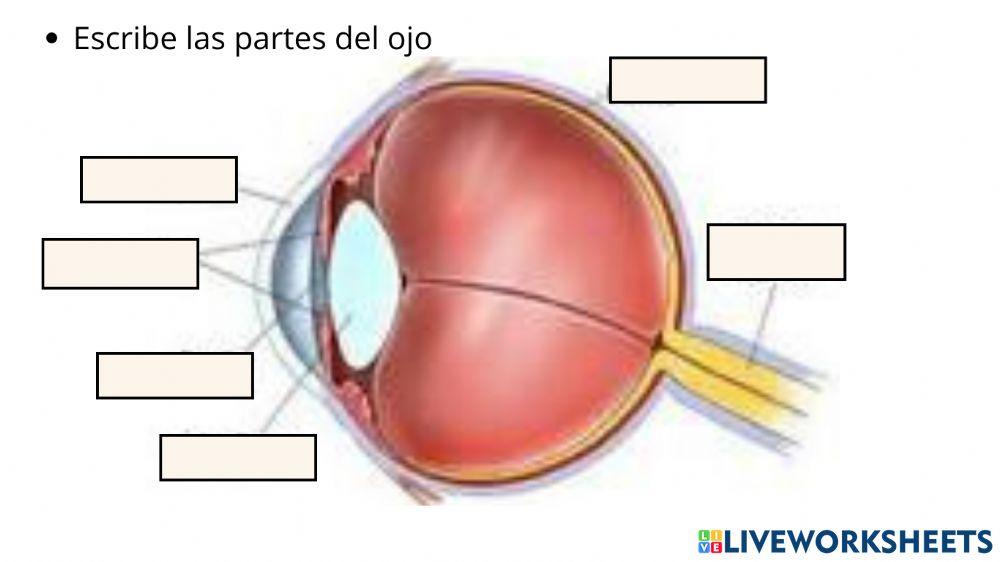 Partes del ojo