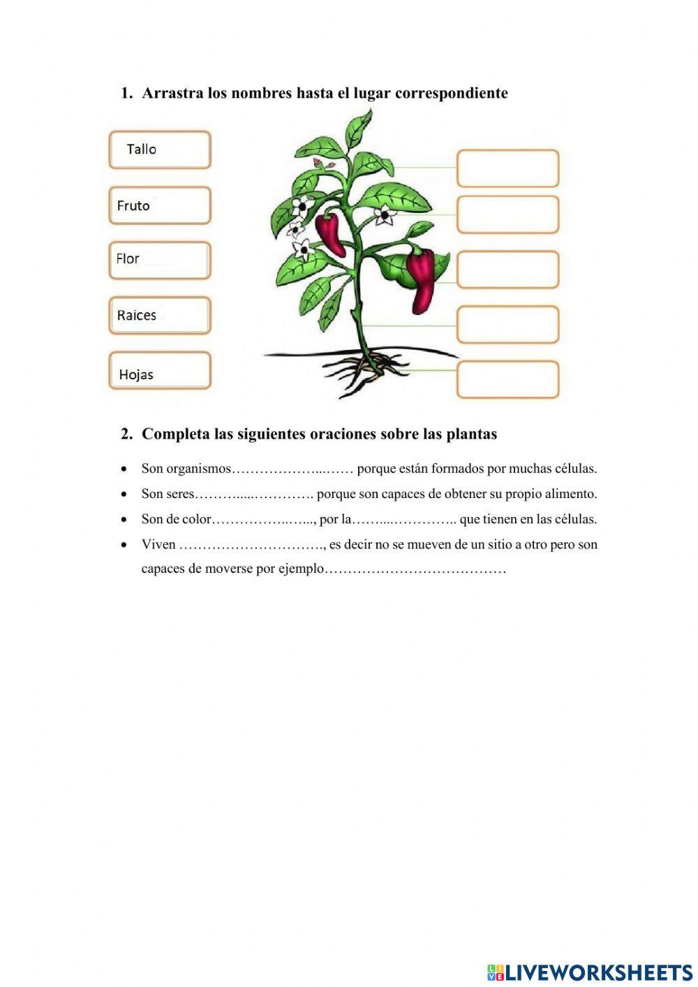 Las Plantas Online Exercise For Segundo Live Worksheets Las Plantas Online Exercise For Segundo Live Worksheets