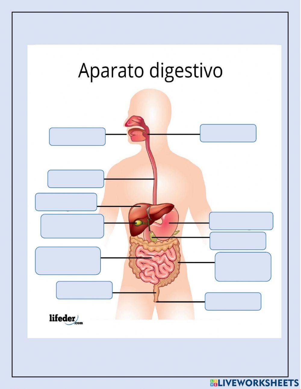ANATOMÍA -1 QUIZ