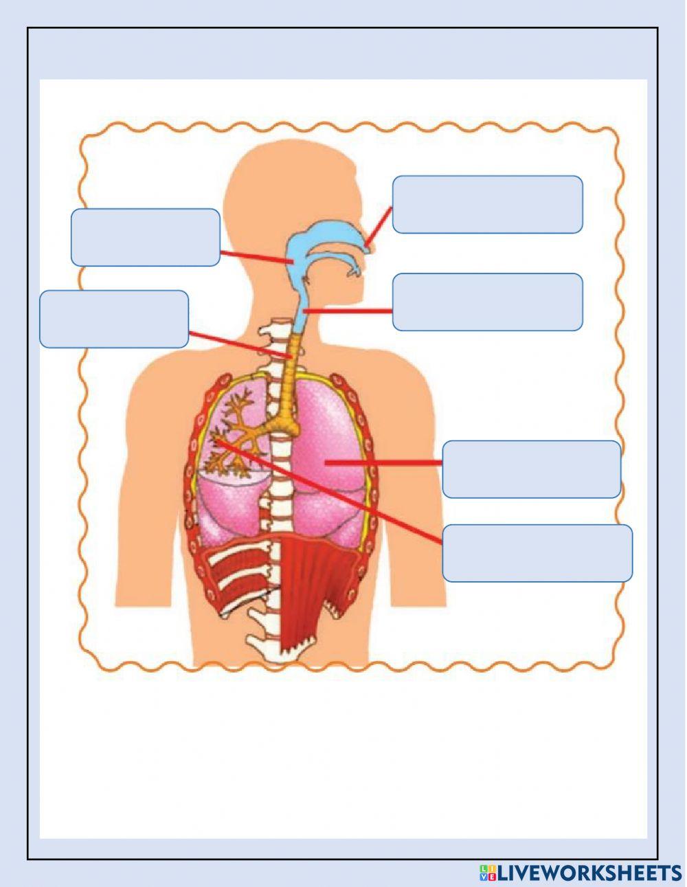 ANATOMÍA -1 QUIZ