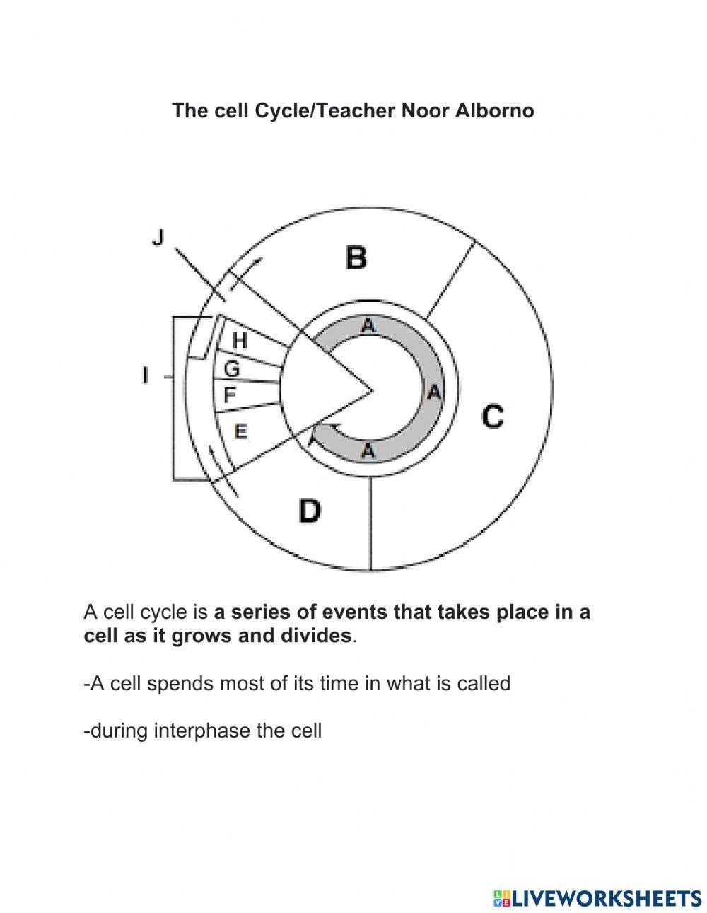 2277554 Cell cycle noorbio LiveWorksheets