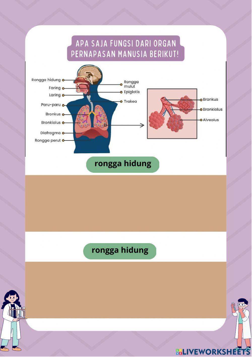 Alat pernapasana manusia