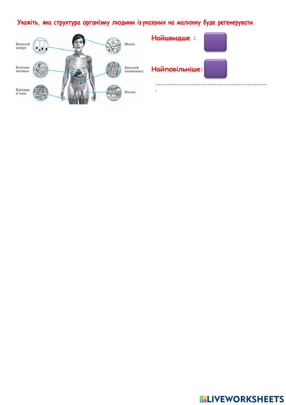 Особливості процесів  регенерації організму людини