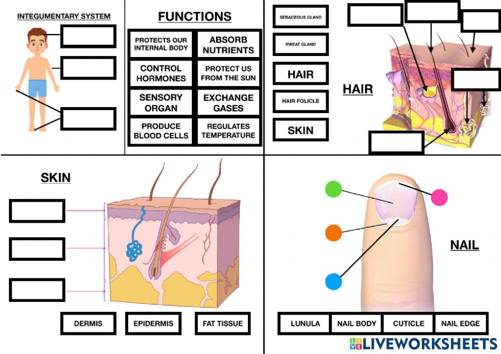 2278537 integumentary system teachermaykel