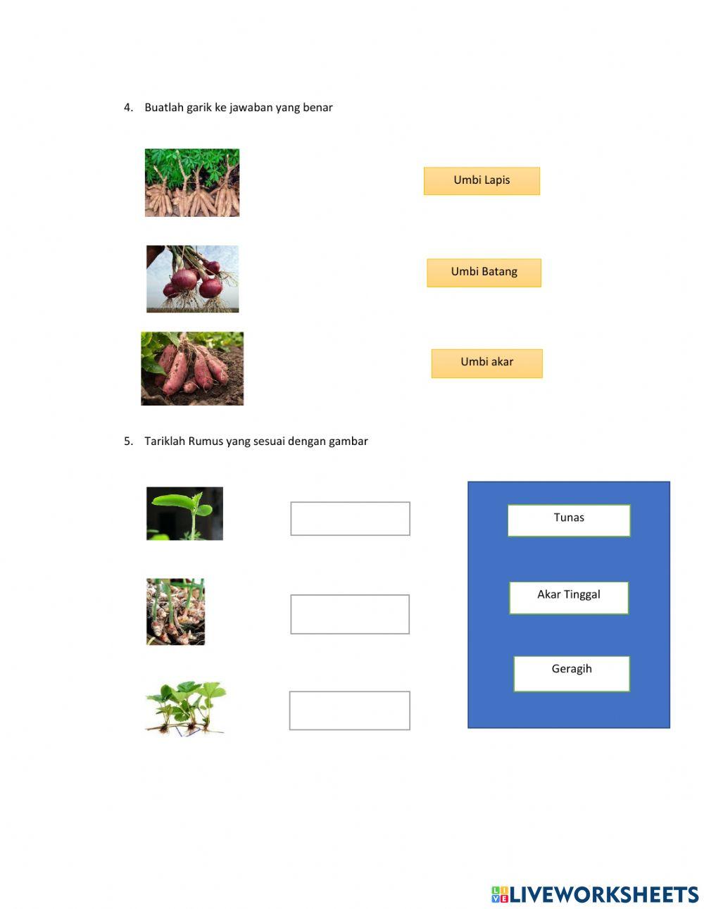 Perkembangbiakan tumbuhan