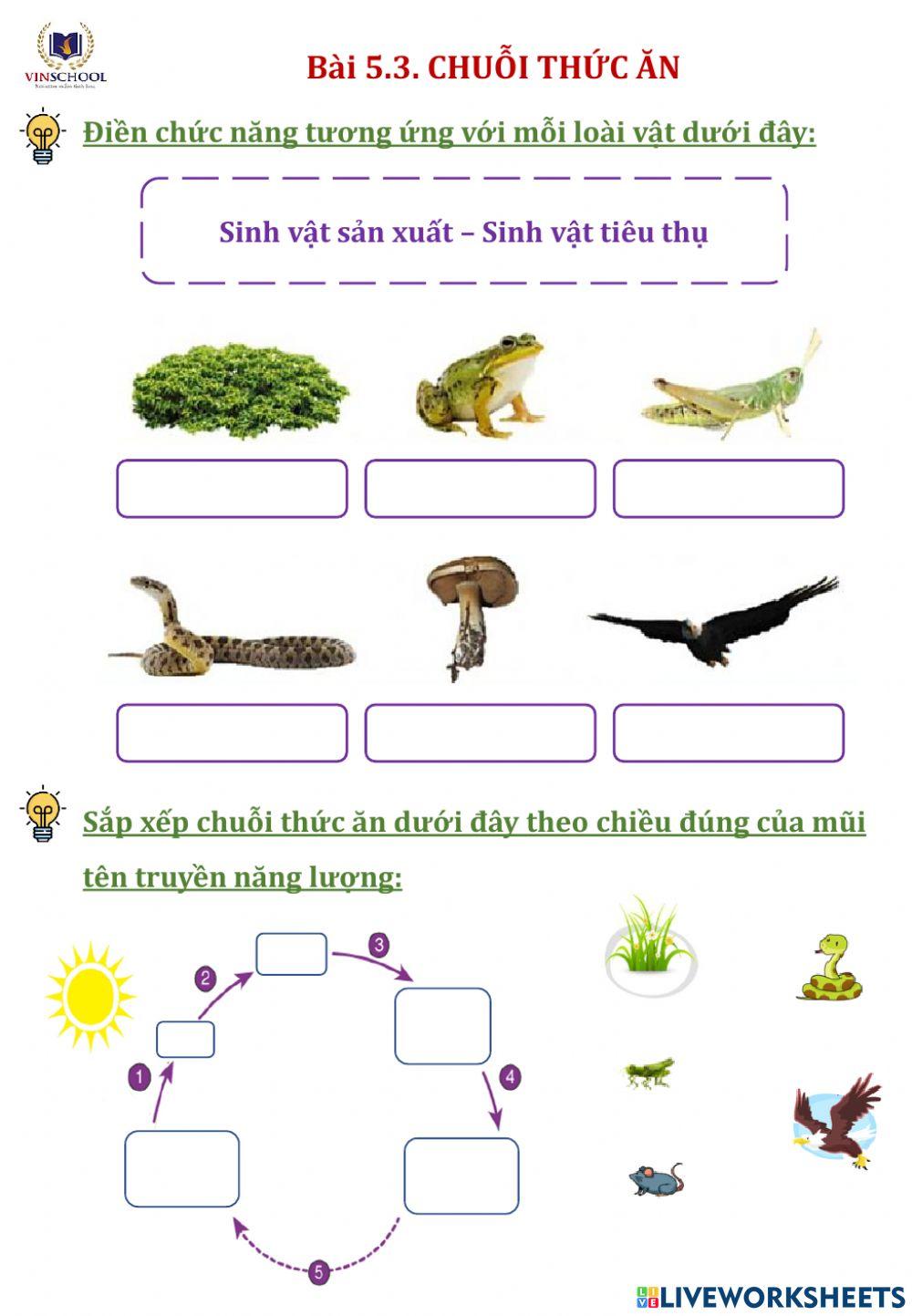 Bài 5.3. Chuỗi thức ăn