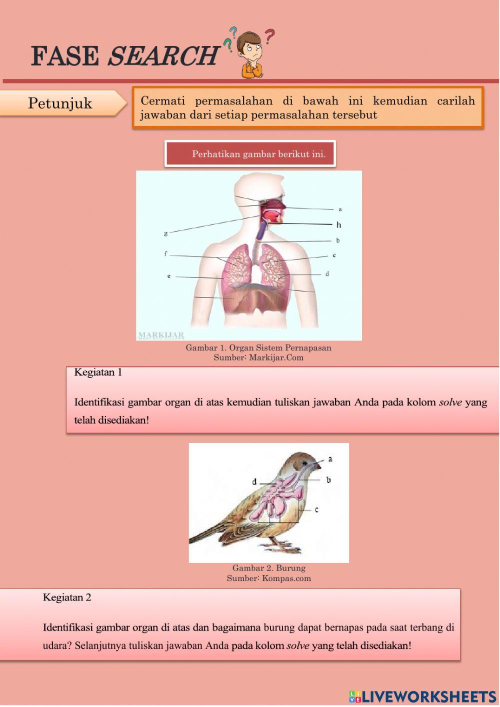 PERTEMUAN 1 Sistem pernapasan