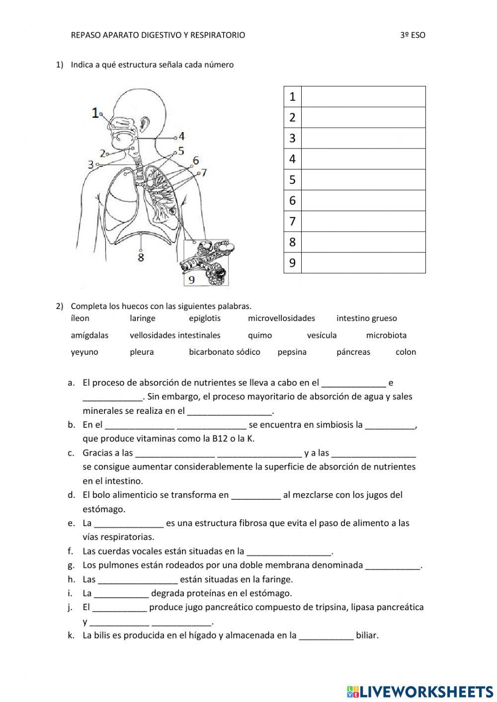Repaso aparato digestivo y respiratorio