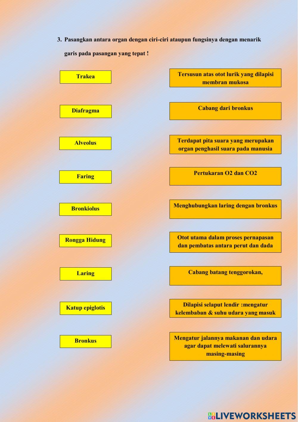 Lkpd organ pernafasan manusia