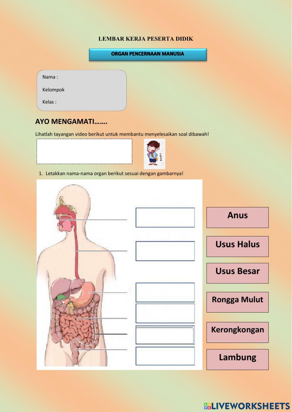 Orga pencernaan manusia