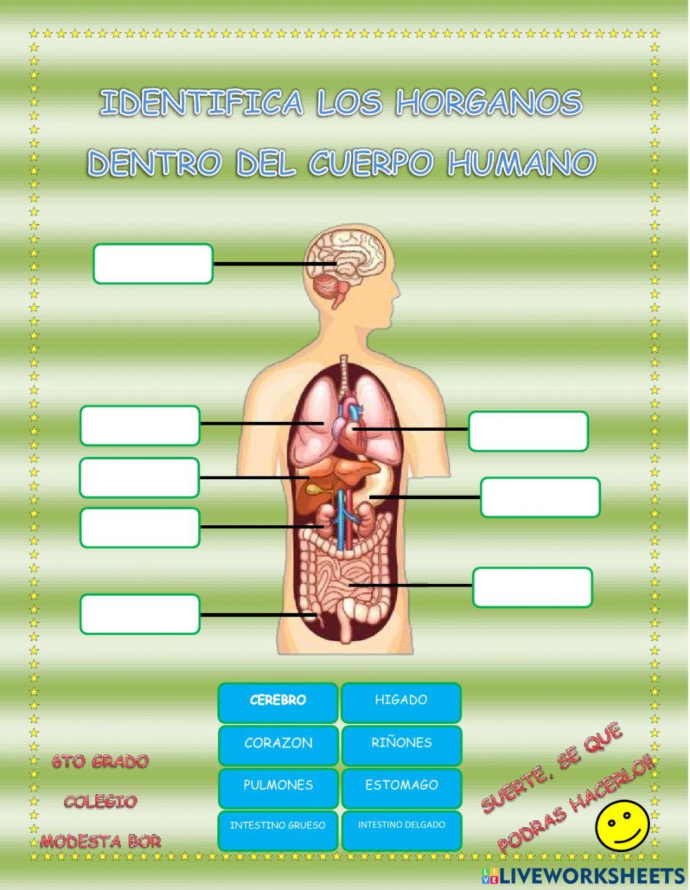 Identifica Los Organos