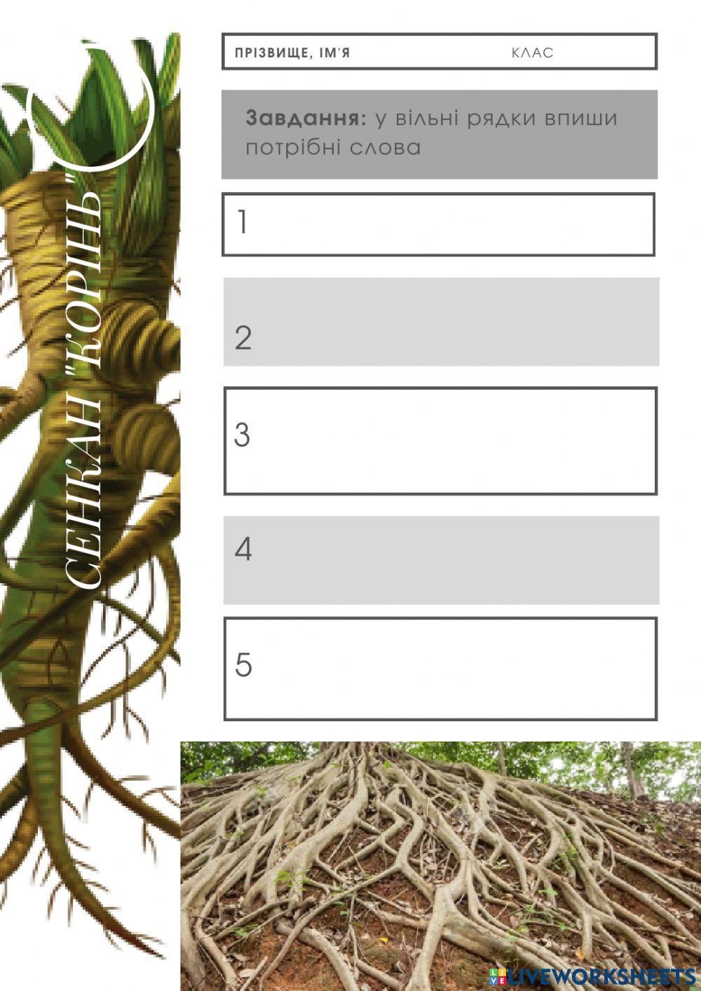 Сенкан -Корінь-