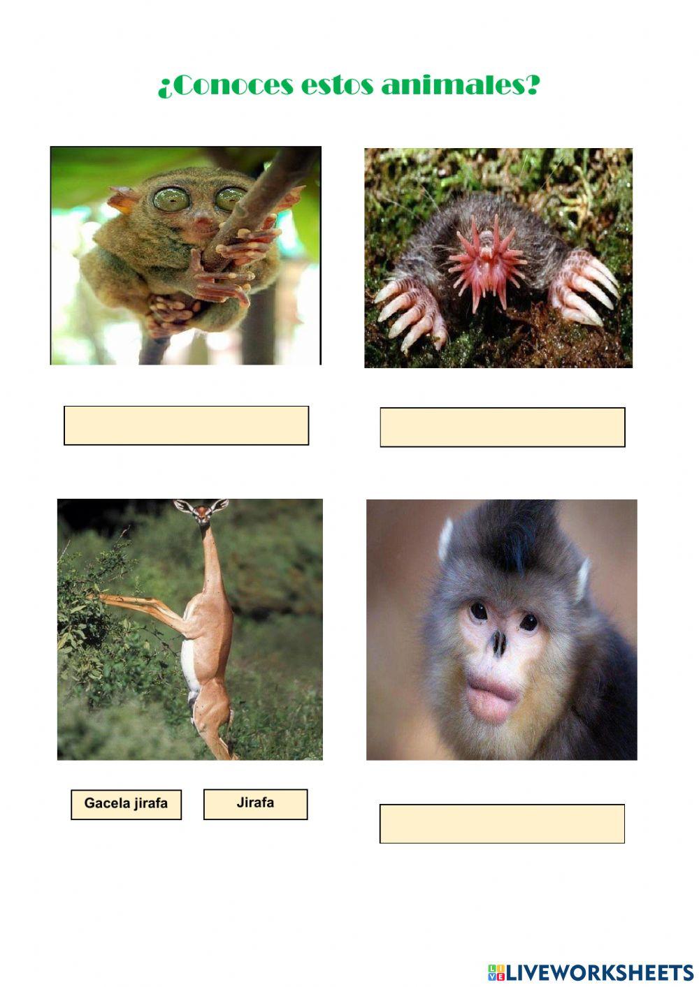 Conoces estos animales