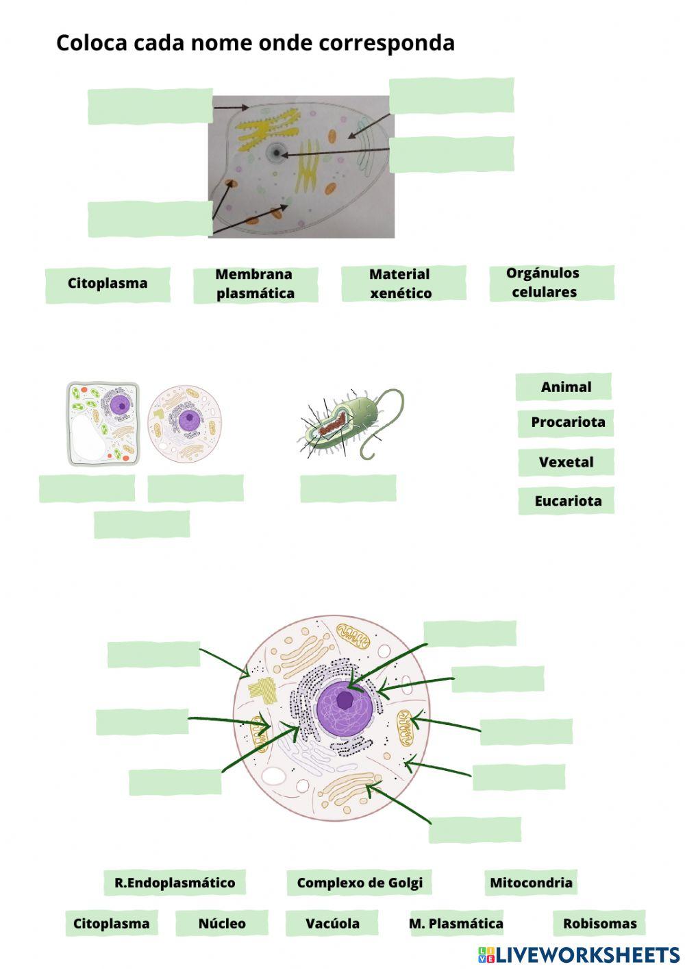 Células, func. vitais, virus