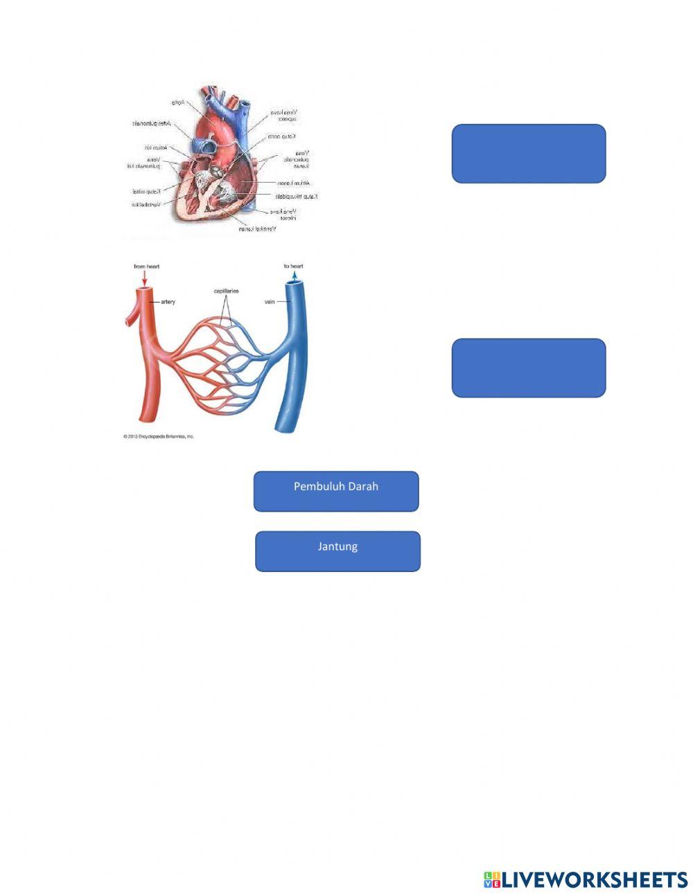 Soal Pembuluh Darah Pada Manusia