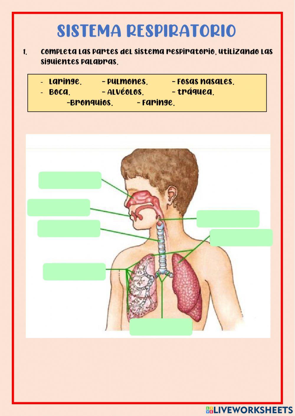 Sistema respiratorio