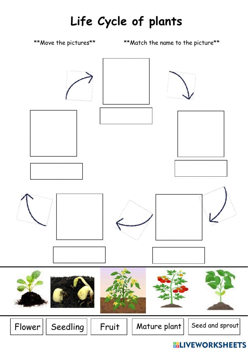 Life Cycle of plants