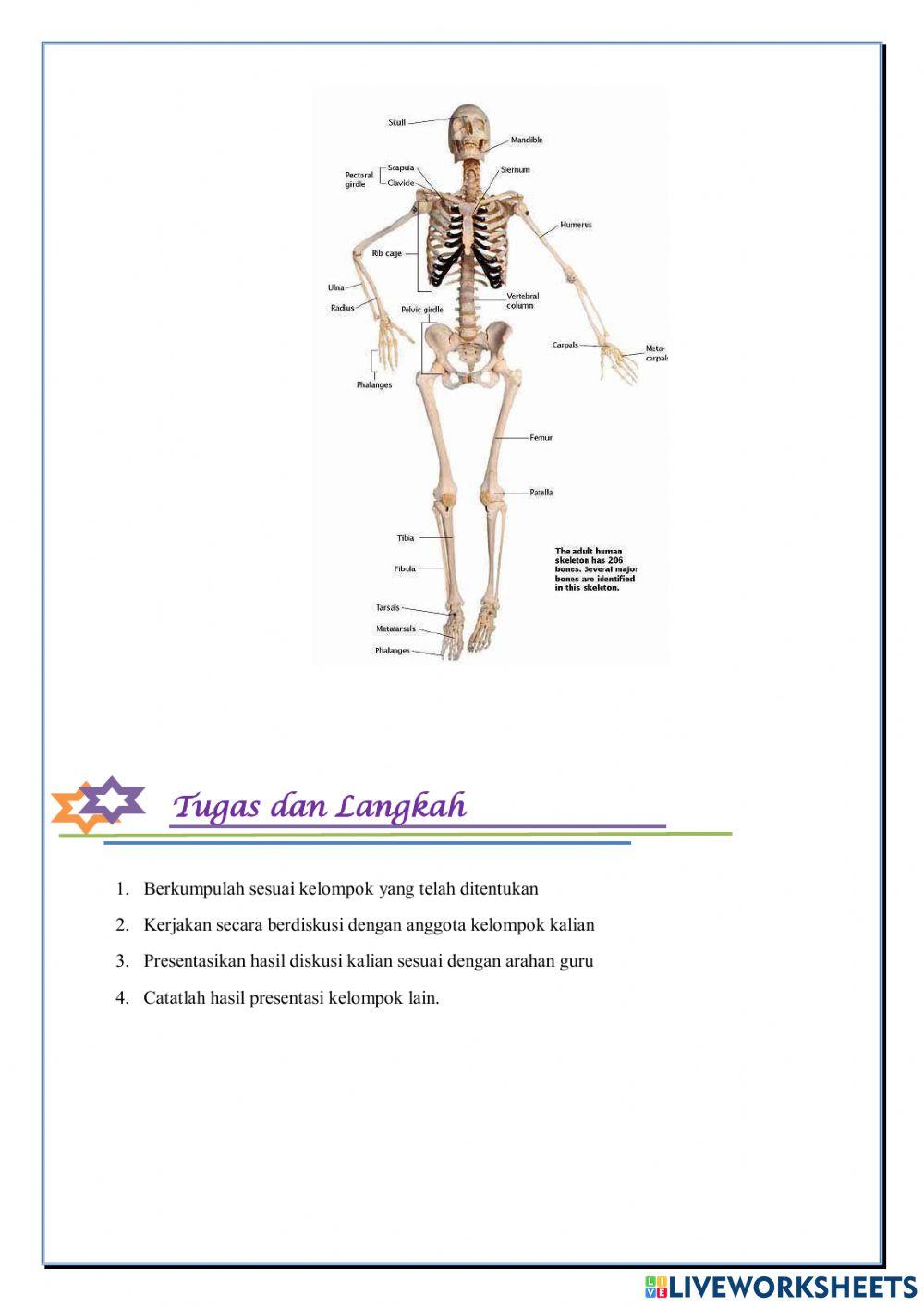 Tulang nama dan bentuk