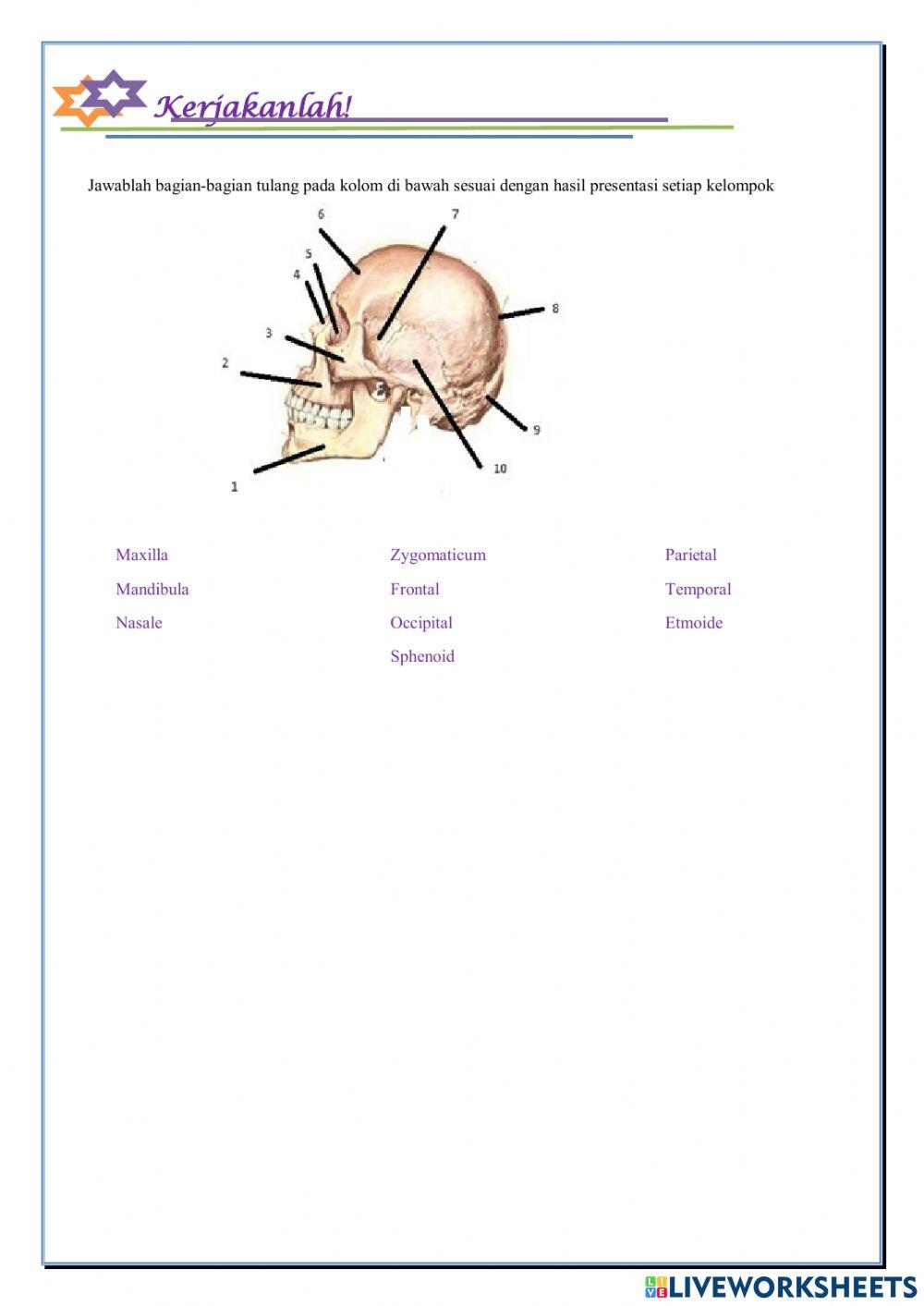 Tulang nama dan bentuk