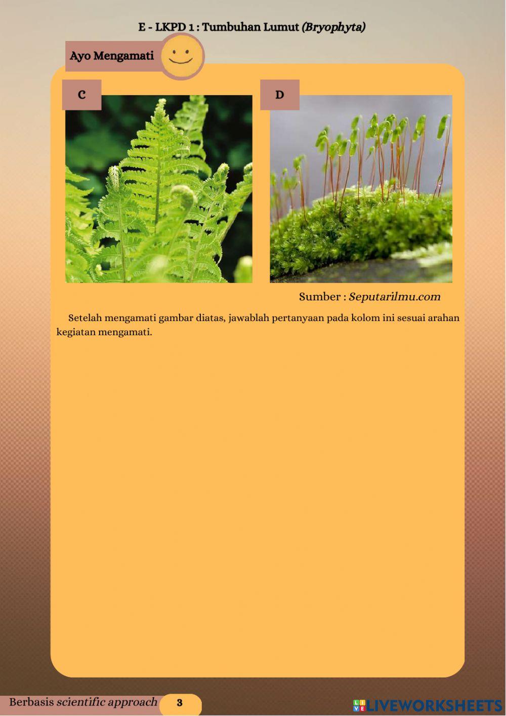 Lkpd elekttronik tumbuhan lumut