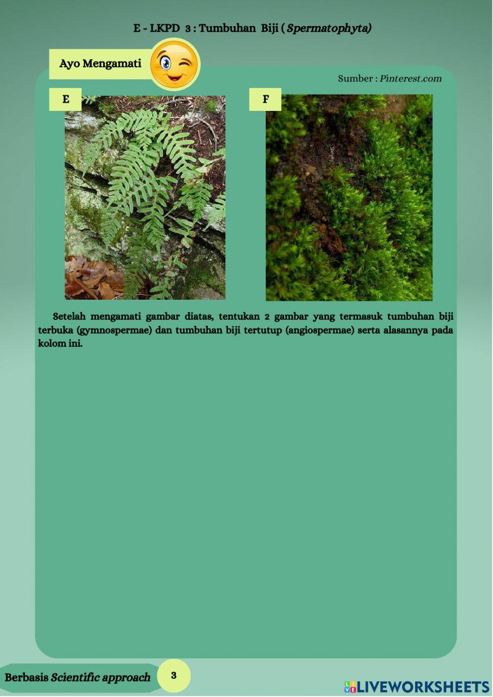 E - lkpd tumbuhan biji