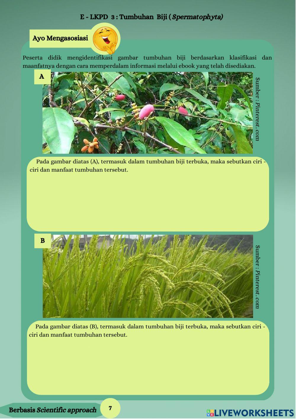 E - lkpd tumbuhan biji