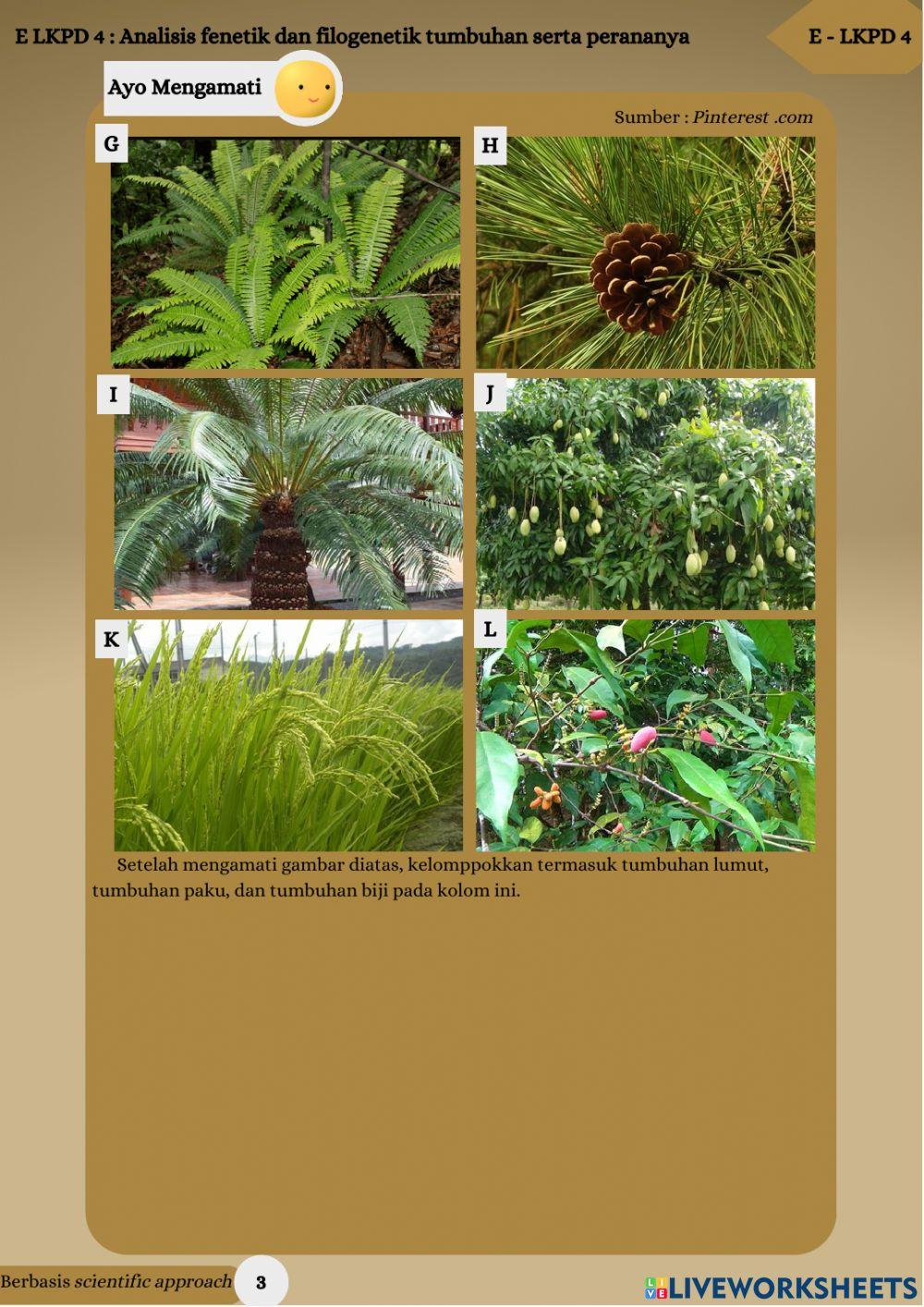 E - lkpd analisis fenetik dan filogenetik tumbuhan
