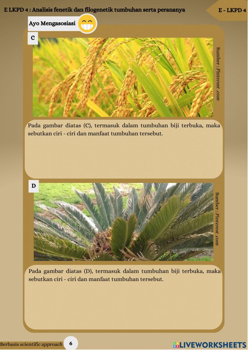 E - lkpd analisis fenetik dan filogenetik tumbuhan