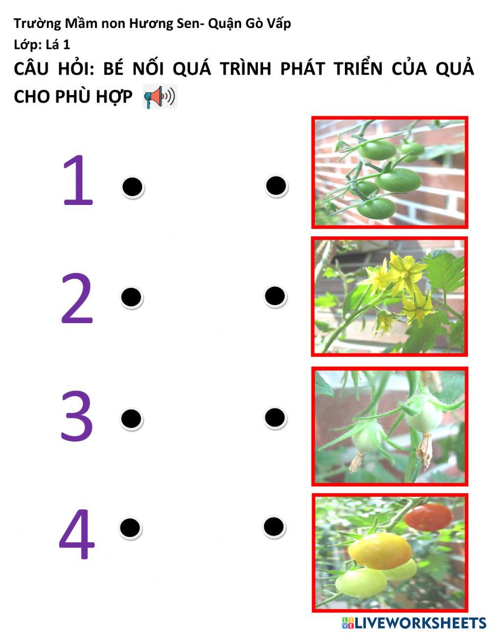 Quá trình phát triên của cây