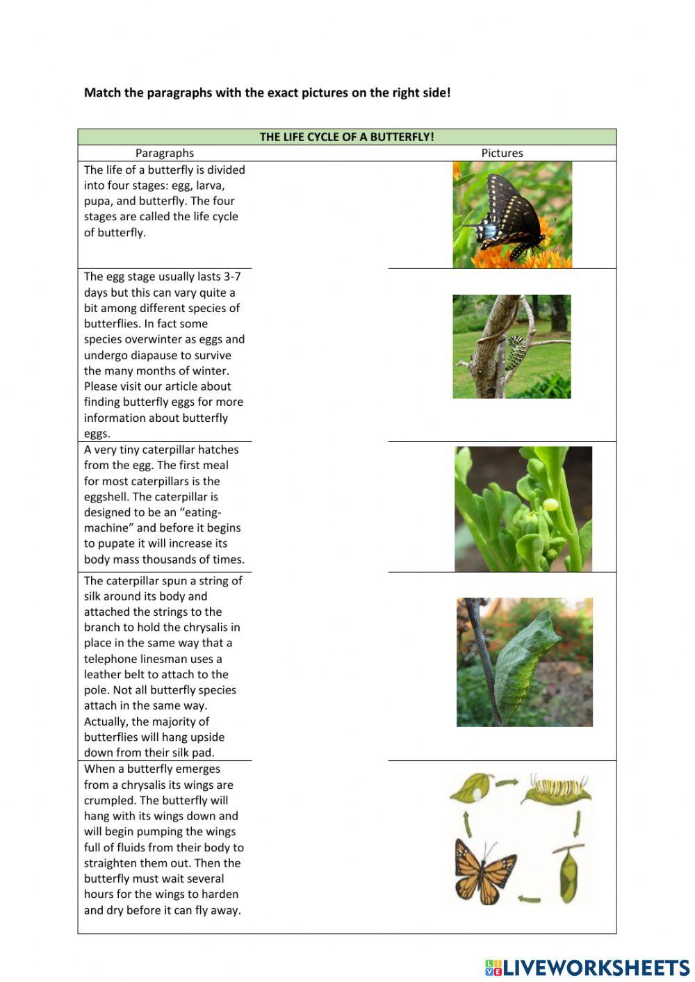 Explanation text -1 worksheet | Live Worksheets