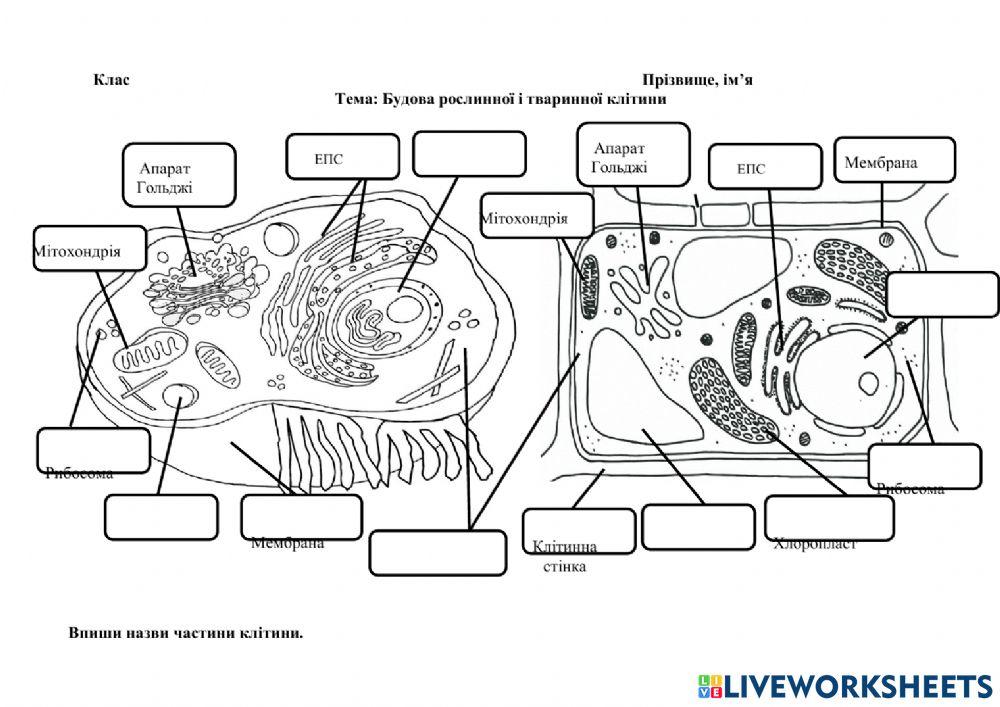 Будова рослинної і тваринної клітини