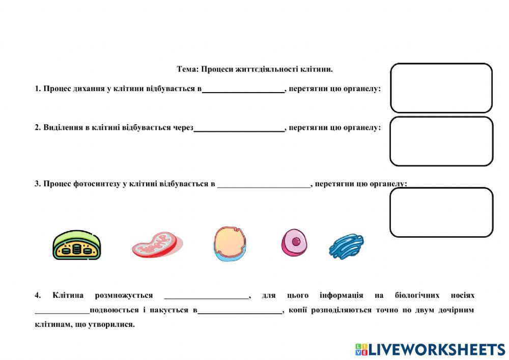 Будова рослинної і тваринної клітини