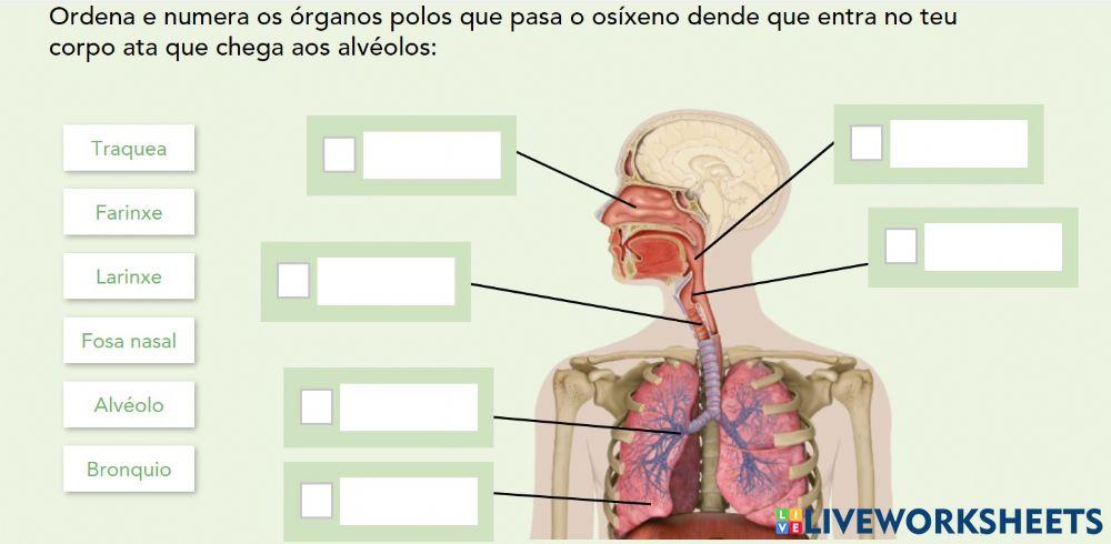 Partes Aparello respiratorio