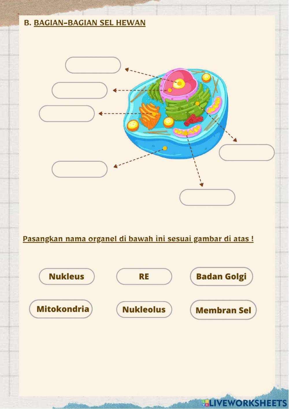 Sistem organisasi kehidupan